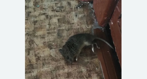 Дезинфекция от мышей в Иваново