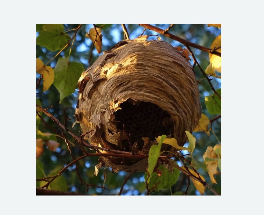 Обработка от шершней в Иваново