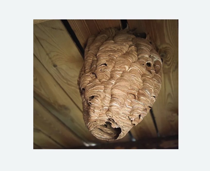 обработка от шершней в Иваново