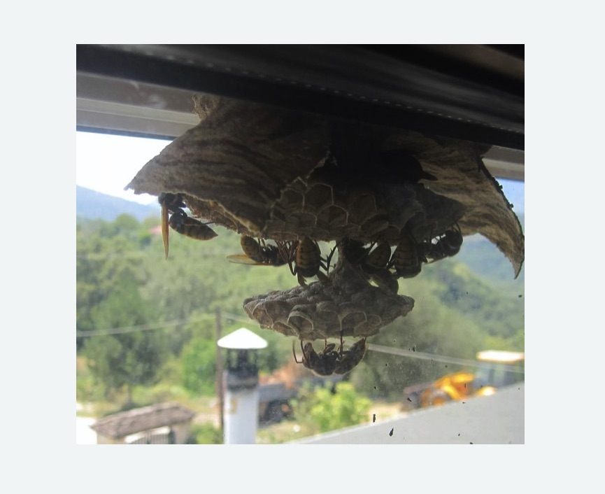 Уничтожение гнёзд шершней в Иваново