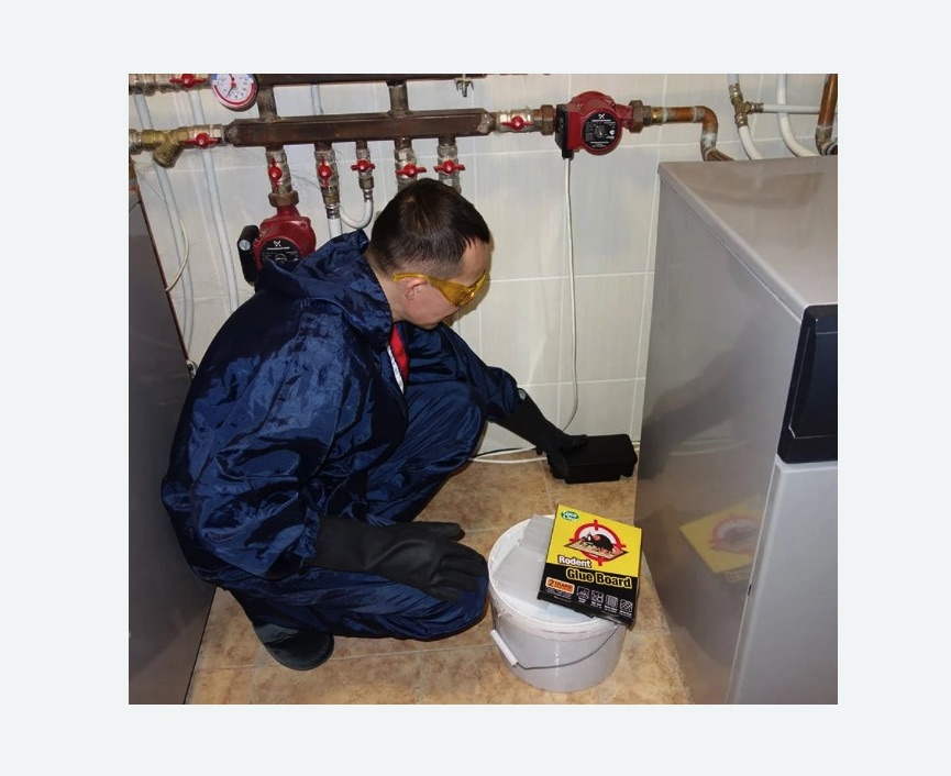 Уничтожение крыс в Иваново